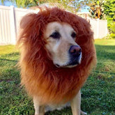 Lion Costume, Costumes for Medium Large Dogs, Lion Mane, Halloween Costumes, Lion Mane for , Fits Size 19"- 29"